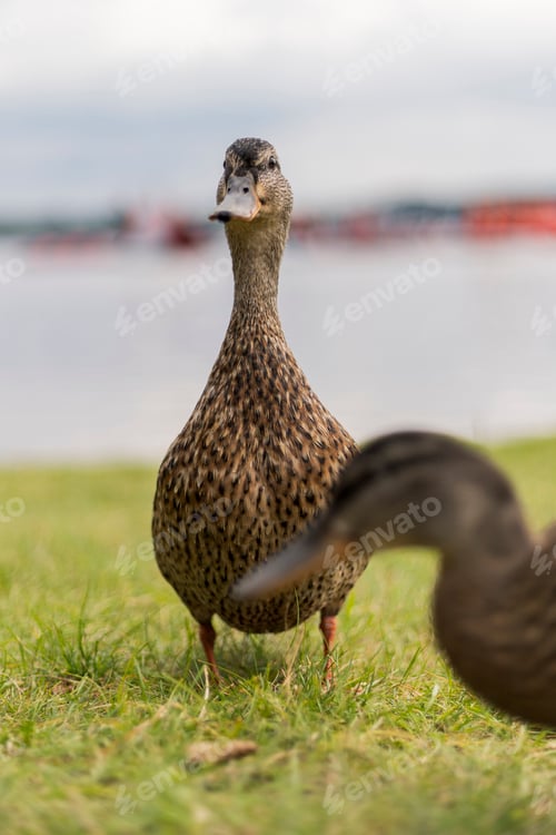 Preview: Two ducks are positioned on lush green grass near a body of water.
