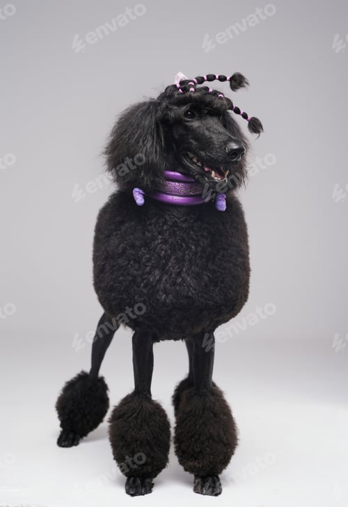 Preview: Black furry purebred poodle dog with stylish hairstyle