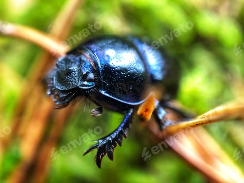 Preview: Macro shot of a beetle in grass