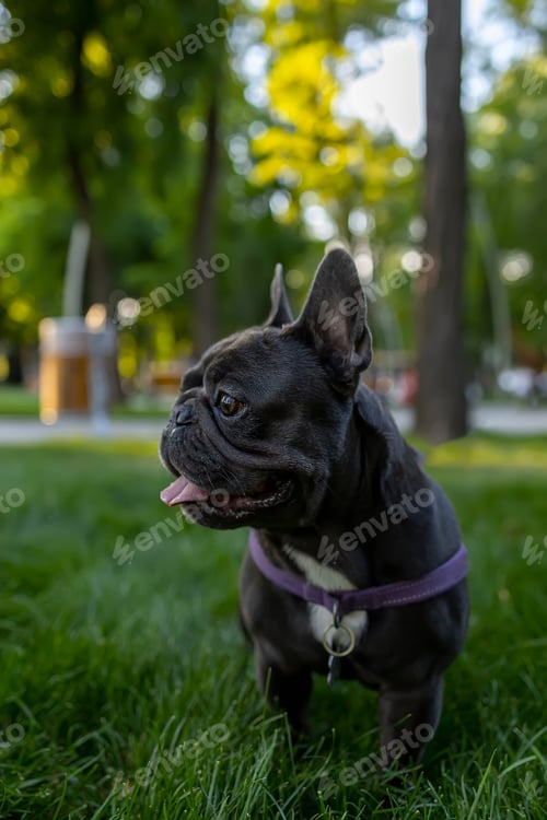 Preview: dog stuck out his tongue and looked around in the park French bulldog obeyed the command to sit down