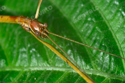 Preview: Close up of tropical stick insect