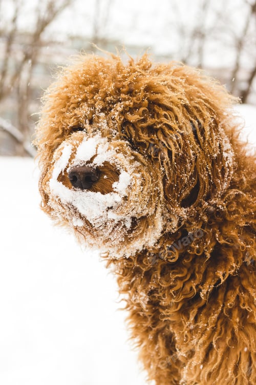 Preview: Snowy Goldendoodle