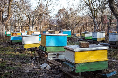 Preview: Preparing bees for wintering. Hives on apiary in December in Europe. old apiary of multi-hull hives