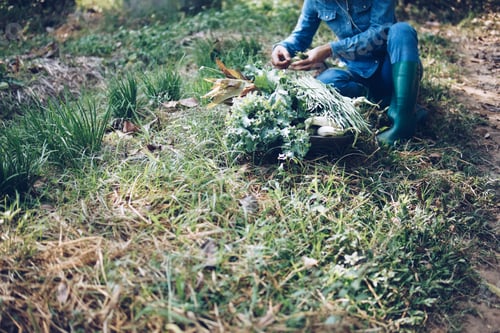 Preview: farmer picking harvesting chives vegetable from garden farm