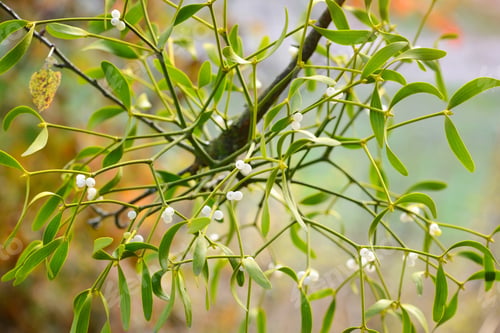 Preview: Mistletoe with whitw berries - Viscum album White berries on mis