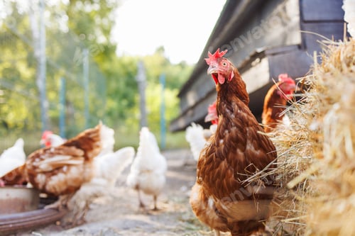 Preview: Free-range chickens on a farm at sunrise, organic poultry in a natural rural setting