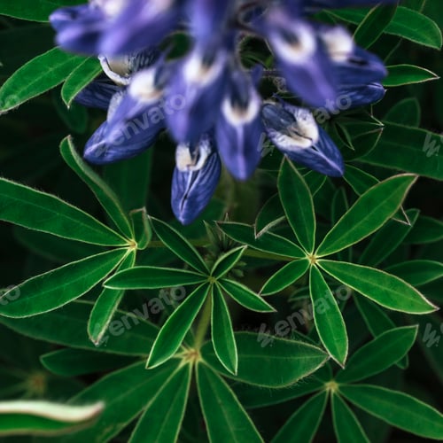 Preview: Wild blue lupine blooming in in summer