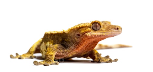 Preview: front view of a Crested gecko, Correlophus ciliatus
