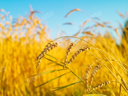 Preview: Yellow cereal field on a summer day, sunlight, natural background