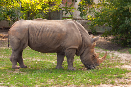 Preview: White rhino in the zoo