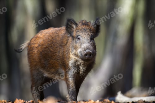 Preview: Male Wild boar in autumn forest