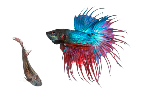 Preview: Male and female Siamese fighting fish in a courtship dance, Betta splendens, isolated on white