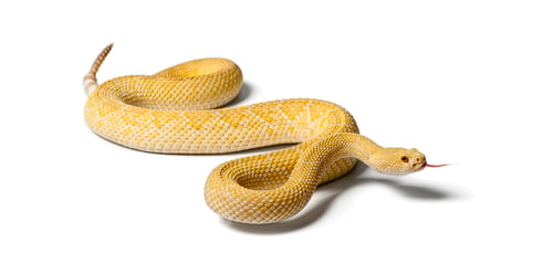 Preview: Albino rattlesnake smelling air with forked tongue