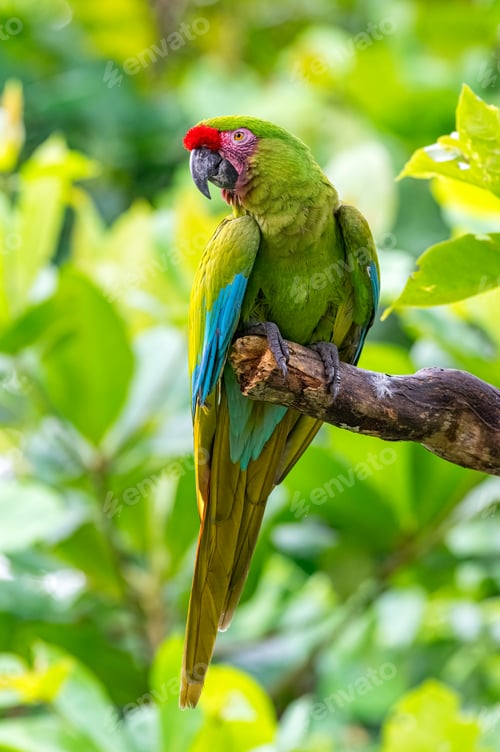Preview: Military Macaw (Ara militaris). Exotic bird perched on a dry tree trunk