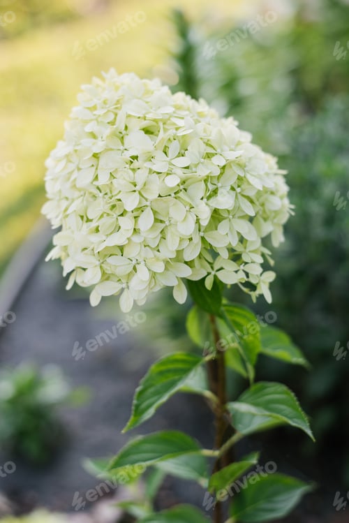 Preview: Pale Lime with White Inflorescences of Paniculate Hydrangea Pixio in the Garden