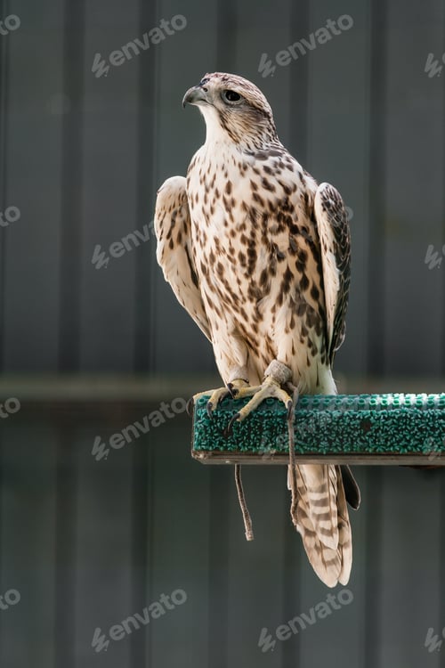 Preview: Beautiful falcon