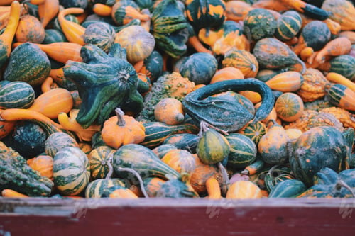Preview: Pumpkins and gourds in a crate at a farm