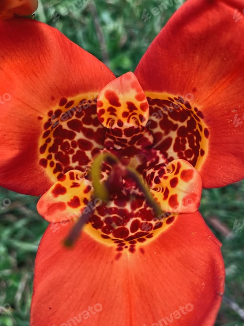 Preview: red flower