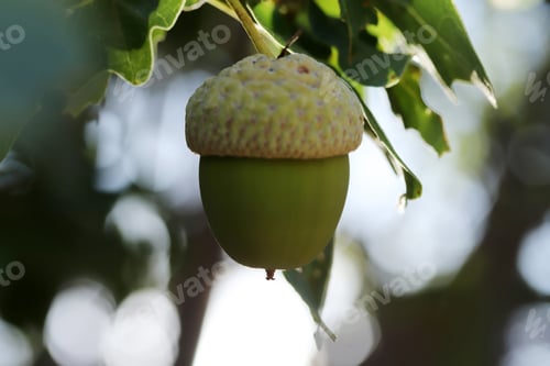 Preview: Fresh and young acorn on the tree