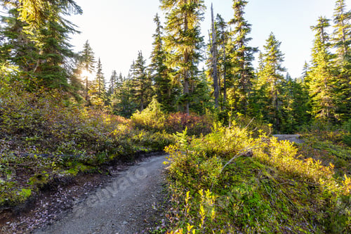 Preview: Nature in Whistler, British Columbia, Canada