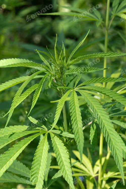 Preview: Green Cannabis sativa plant outdoor