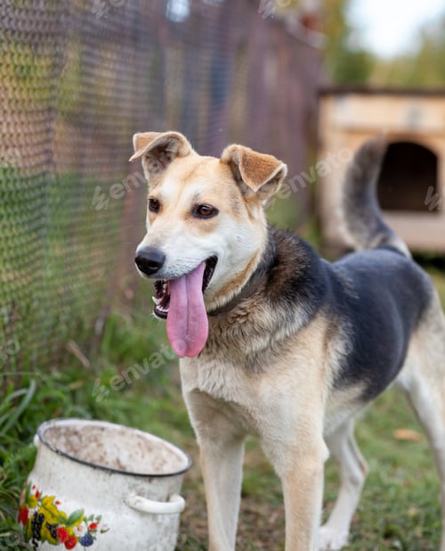 Preview: A cheerful big dog with a chain tongue sticking out. Portrait of a dog
