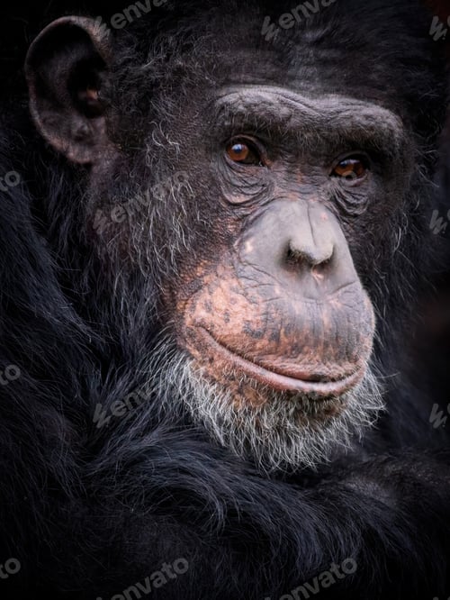 Preview: Chimpanzee (Pan troglodytes) portrait