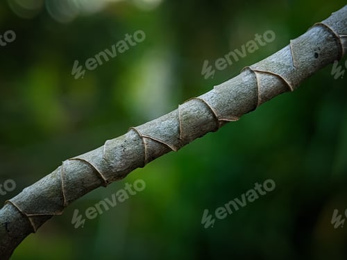 Preview: Close up of tree branches with a unique pattern on the branches