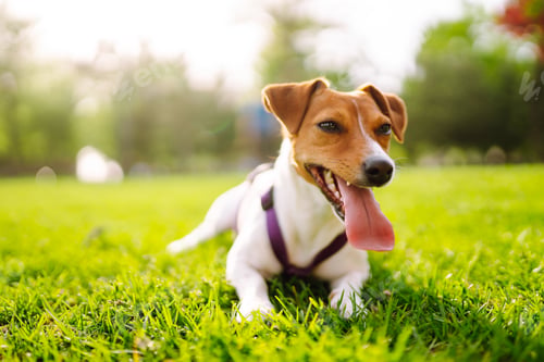 Preview: Happy active dog, jack russell playing in the park. Domestic dog concept.