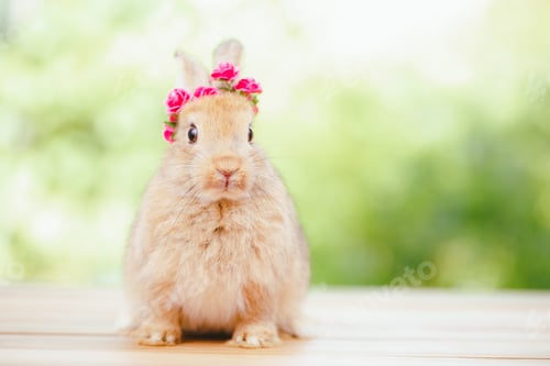 Preview: cute animal pet rabbit or bunny white or brown color for easter in natural easter celebration