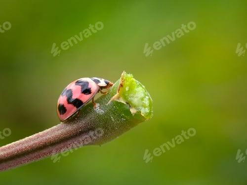 Preview: Nature background photo
