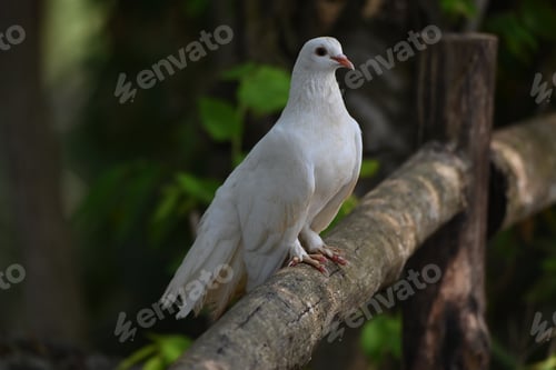 Preview: Pigeon perching on branch. The domestic pigeon, Columba livia domestica