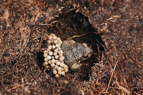 Preview: High angle shot of a brown frog laying eggs in a hole in the muddy ground