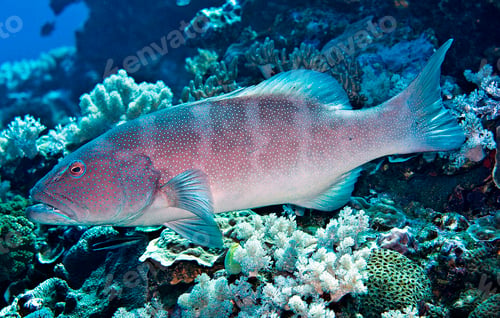 Preview: Amazing underwater world, Underwater world scene.