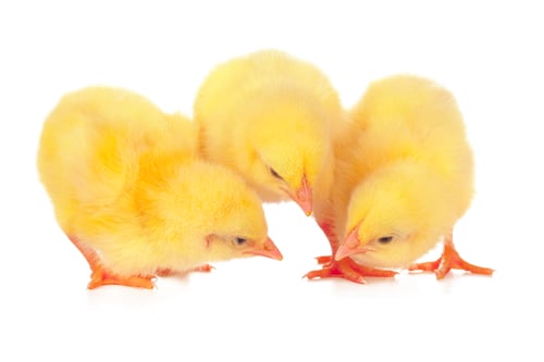 Preview: chicks in front of white background