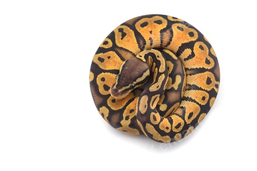 Preview: Snake Ball python isolated on white background