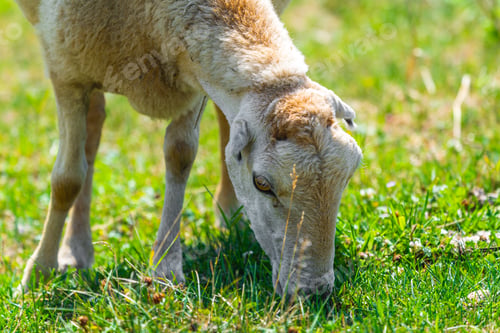 Preview: Lamb grazes on a green meadow