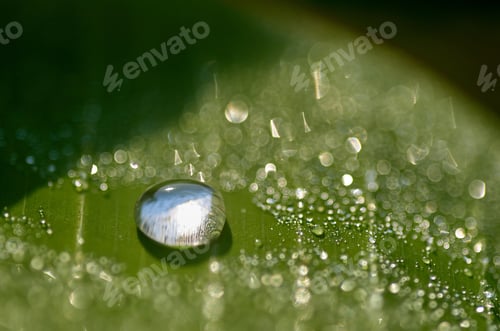 Preview: Water drop on a green leaf. Macro shot with shallow depth of field