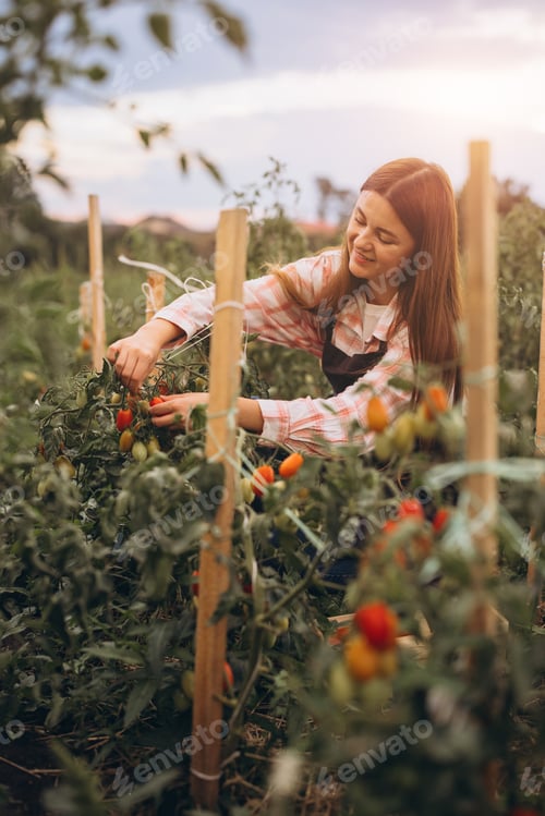 Preview: Young Woman Harvesting Ripe Cherry Tomatoes in a Lush Garden on a Serene Summer Afternoon