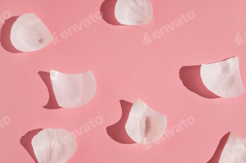 Preview: White flowers and ranunculus petals in glass vase on a pink background with hard light.