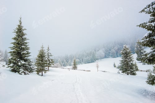 Vorschau: Bezauberndes Heckpanorama hoher Tannen