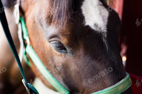 Preview: Close up of horse