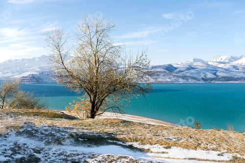 Preview: Charvak Reservoir in Winter in Uzbekistan and Lone Tree. Beautiful Winter Landscape
