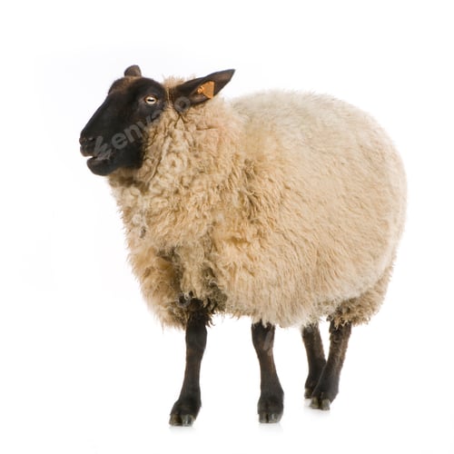 Preview: Suffolk Sheep