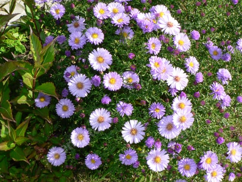 Preview: Indian summer flowers, Perennial asters in garden.