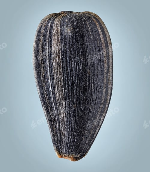 Preview: sunflower seed macro