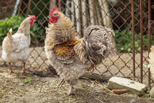 Preview: Farming. Fluffy Rooster Standing in Farmyard Enclosure.