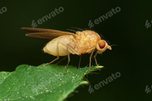 Preview: Fruit fly close-up on green leaf