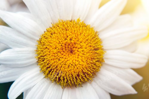 Preview: Chamomile close up in sunshine. Marguerite, daisy in garden. Blooming camomile