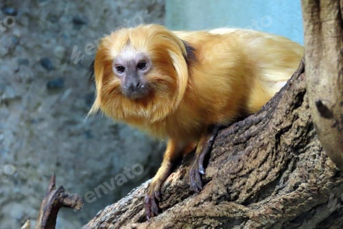 Preview: monkey, Golden Lion Tamarin